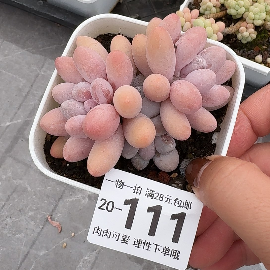  汤圆无盆土发货无盆土发货无盆土无