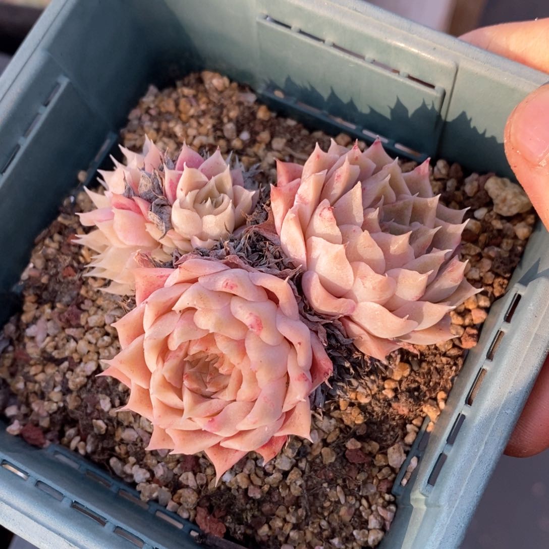 精品多肉一物柏不包整52