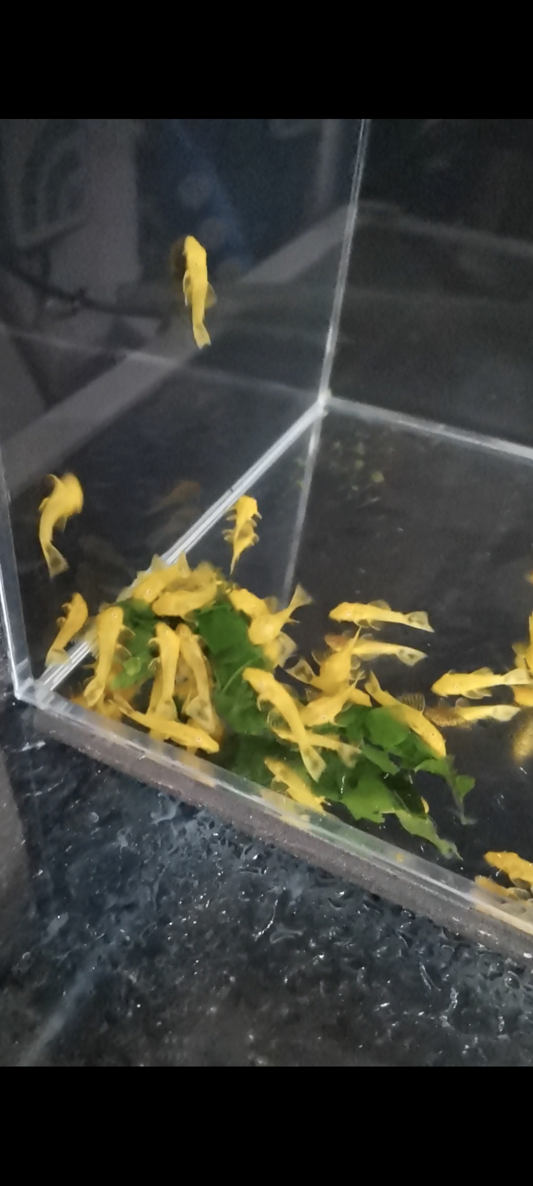 黄金胡子清缸除藻小能手清道夫观赏鱼