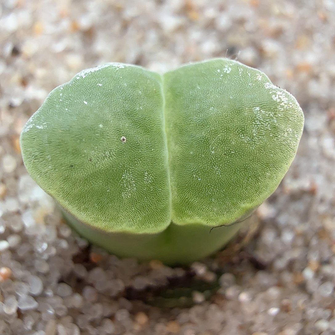 2.16.23/Y400极窗风铃/多肉植物