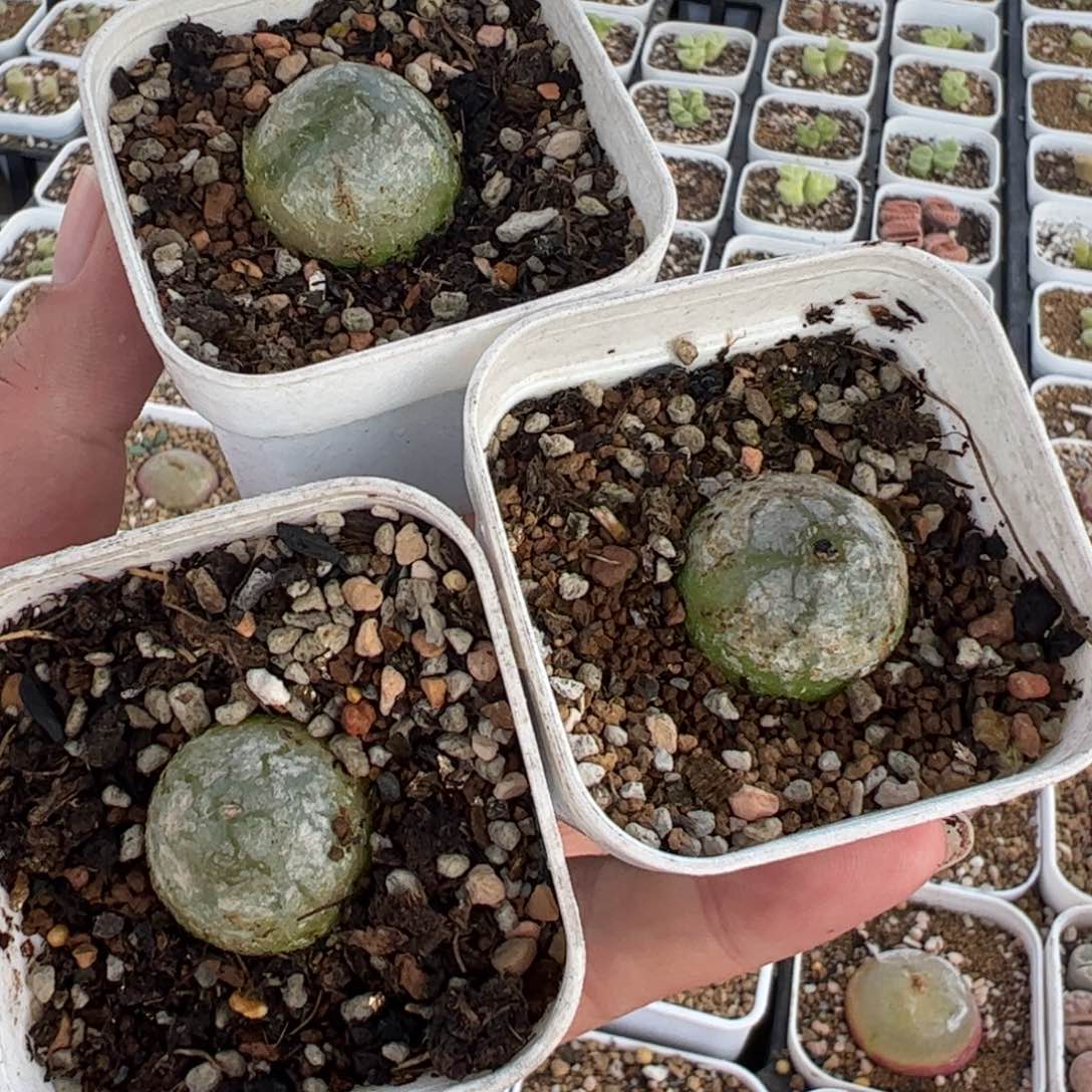 466多肉多肉植物组合