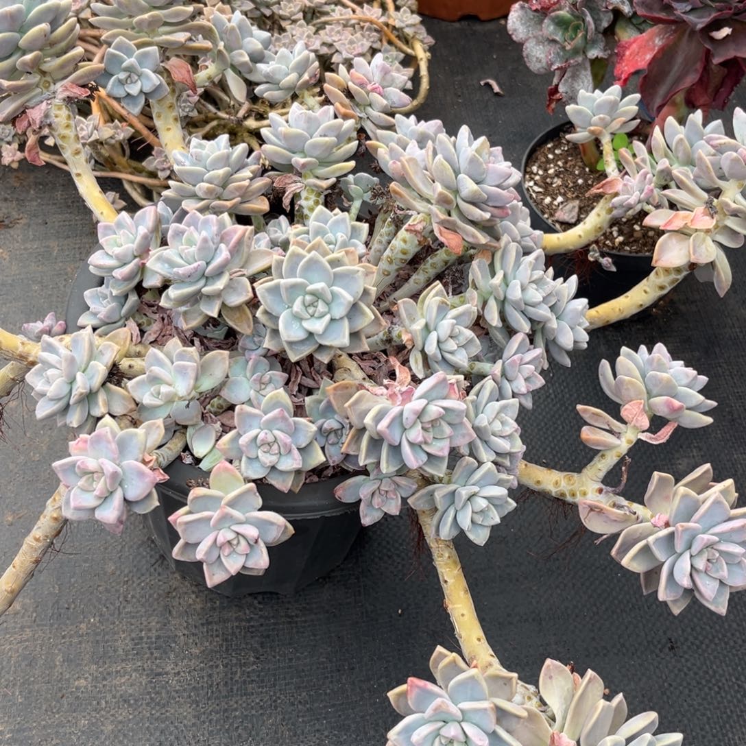 为***我淡雪为什么骗我物流费自理