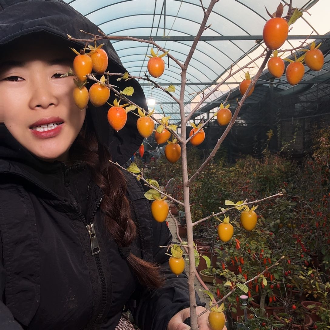 鹭***岛完全开放老鸭柿子