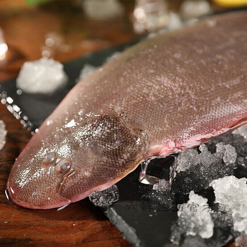 大连野生牛舌头（肉嫩，易破肚）
