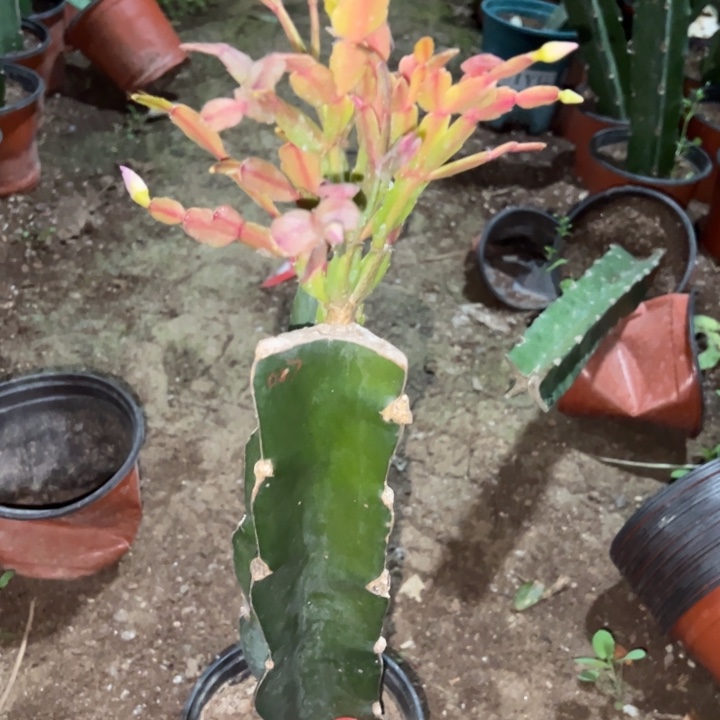 东***东当前无花栽培后可以开花027  94