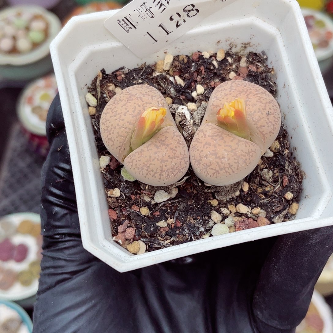 生石花满18包邮1128-81