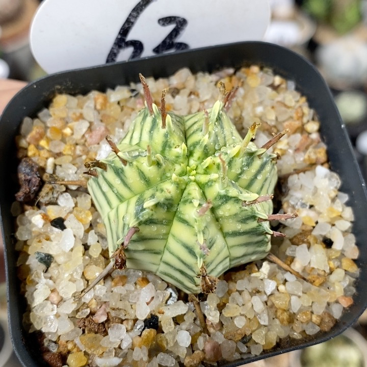 仙人球块根一物一拍 63号斑马锦3.8cm