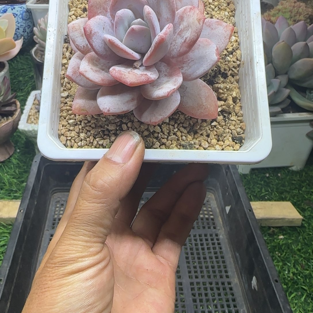 锦安精品多肉植物223