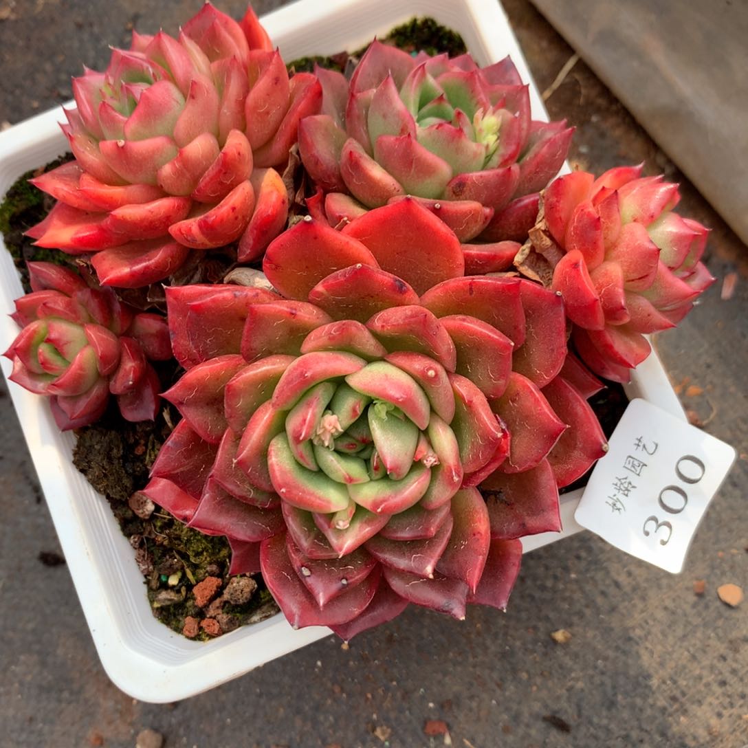 300杂交多肉老桩14冠