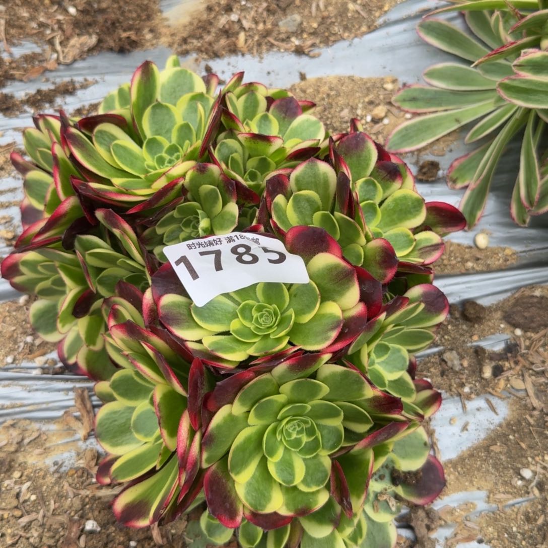 1783奶白朵朵。多肉植物