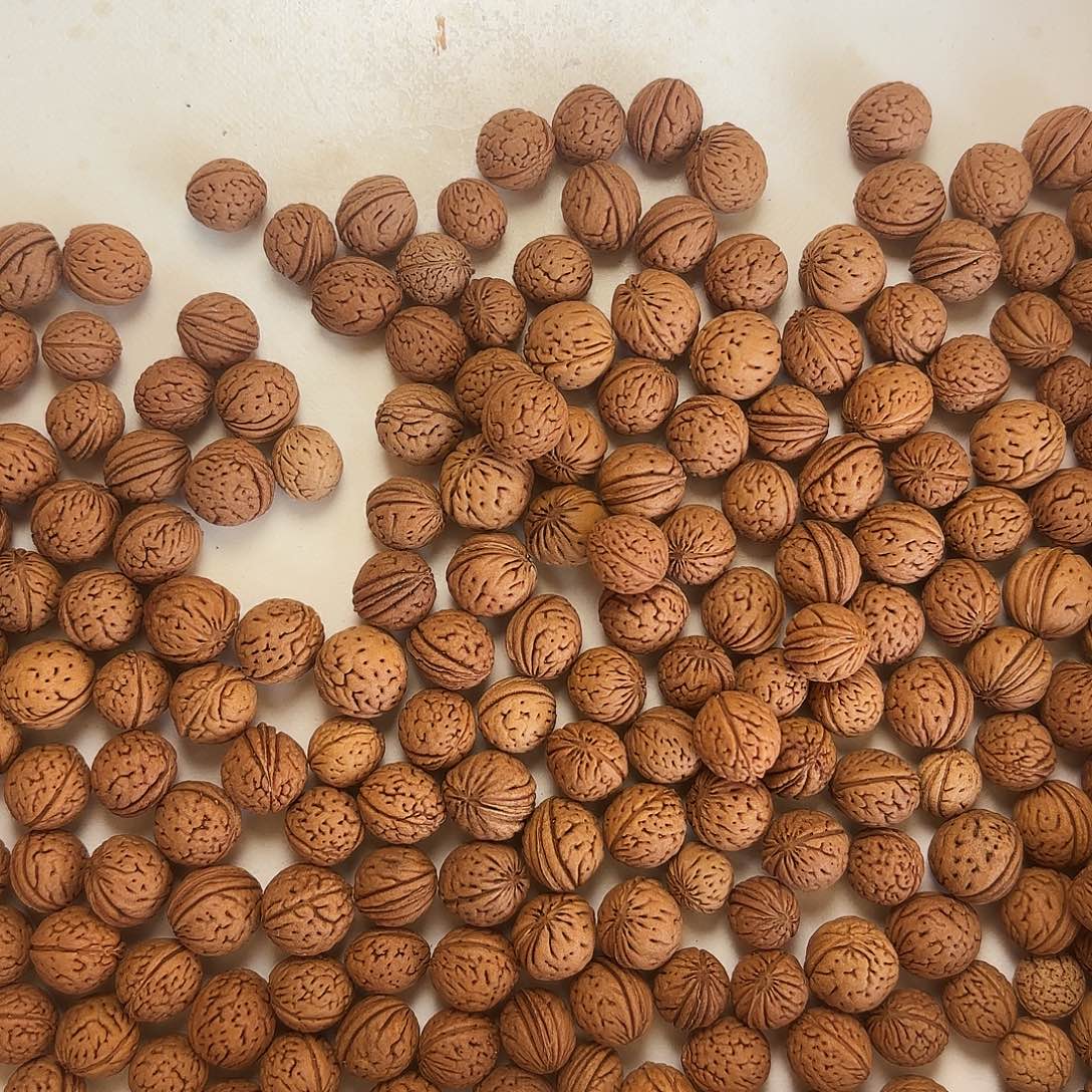 老***王吊坠桃核福利多多