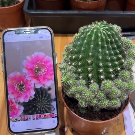 露露金刚复色6公分左右带仔