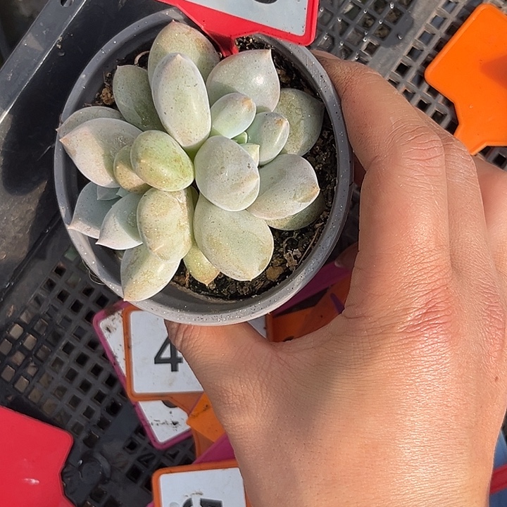 多肉植物胖体哥特765