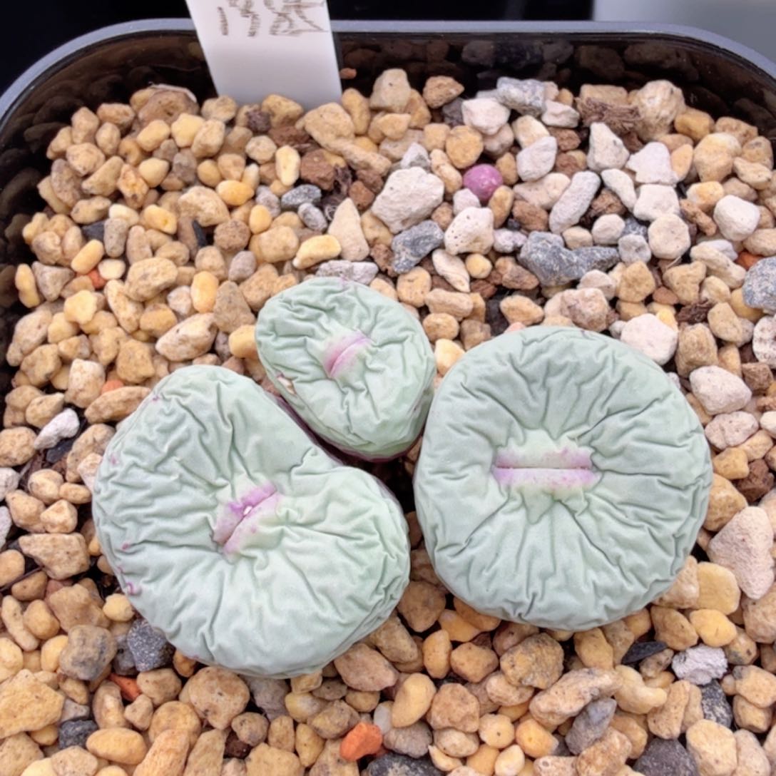 日本原始母本SB1985 12-10-L8