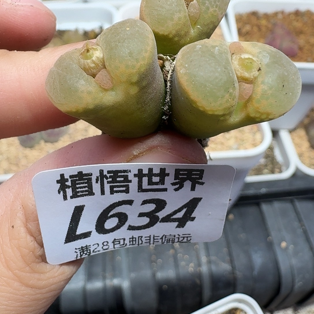d多肉植物的润泽dvv