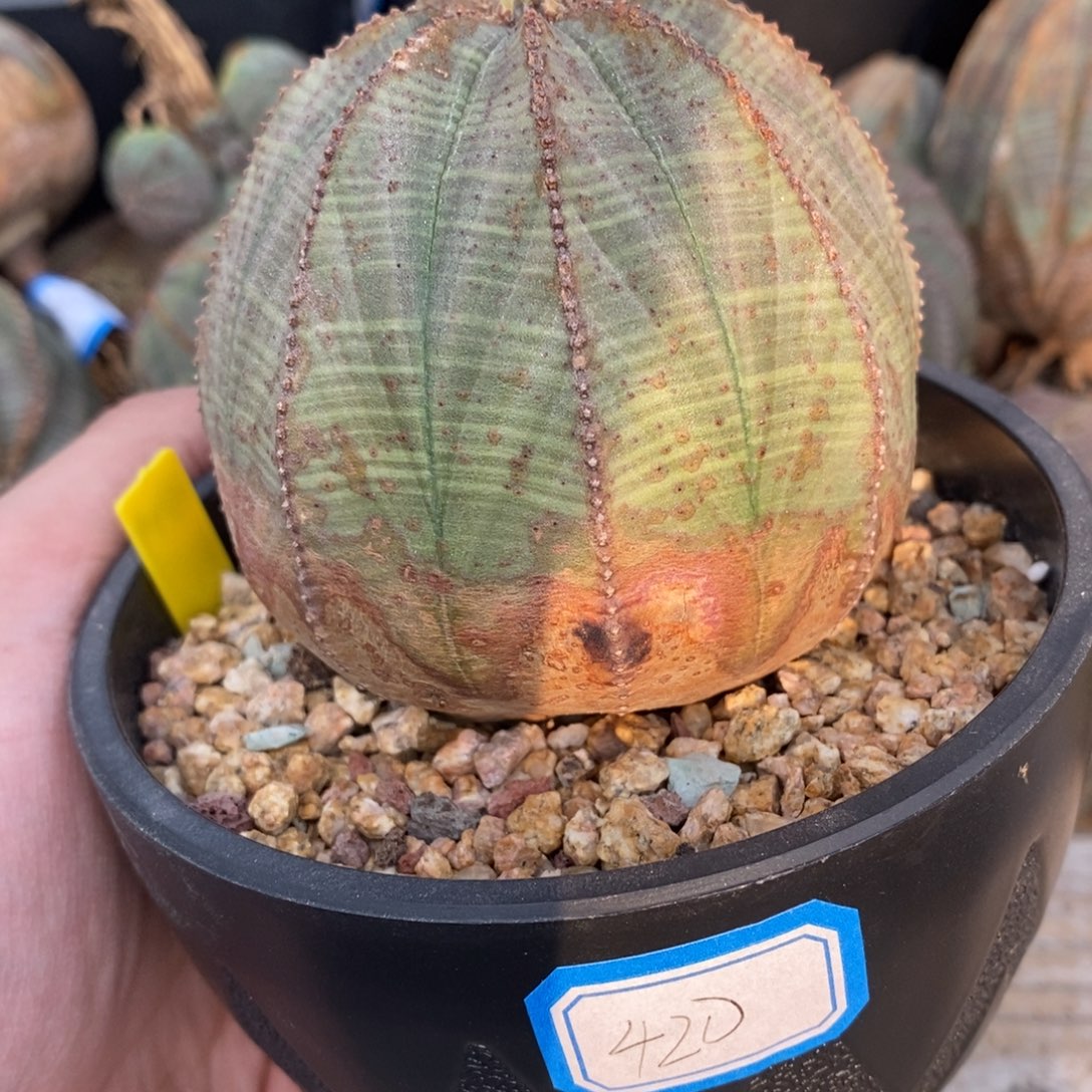 16 欧系实生布纹球多肉植物