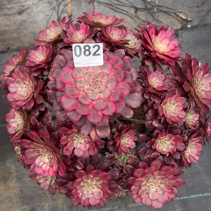 082血姬40厘米左右