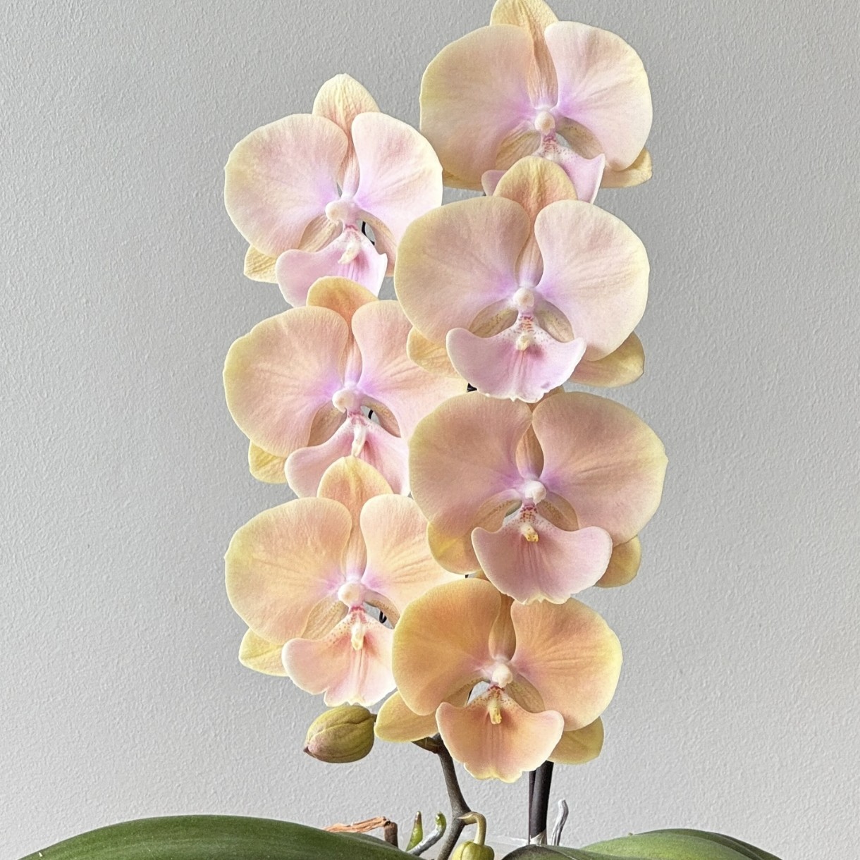 蝴蝶兰-黄袍抽梗苗子3.5寸杯（无花有梗）