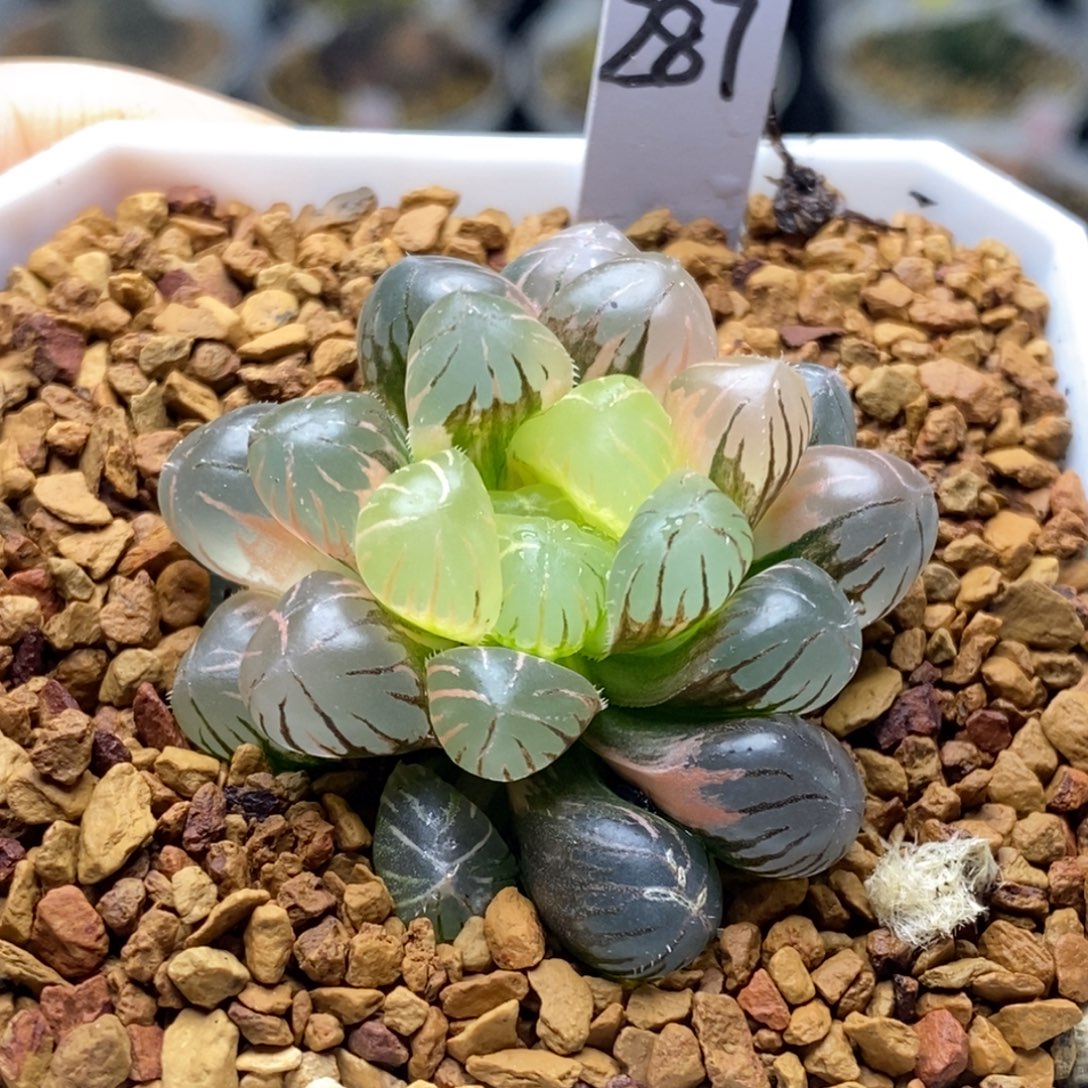 287号冰灯玉露锦锦