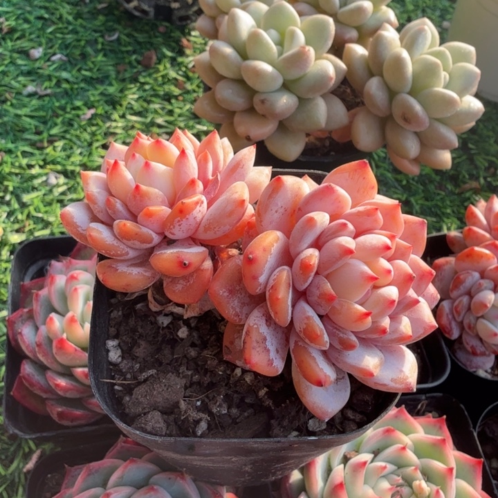 玉芙蓉。        双头。         
