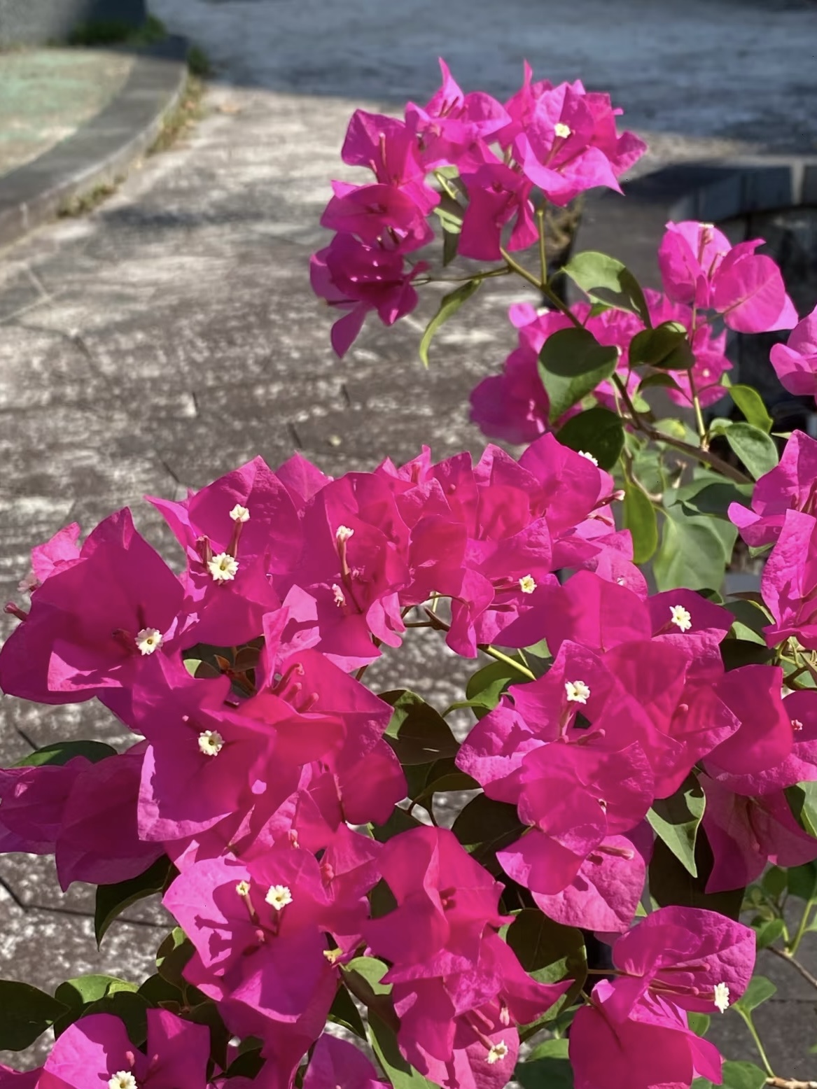 【绿叶玫红】护心土球【不带花】掉花落叶正常介意慎拍