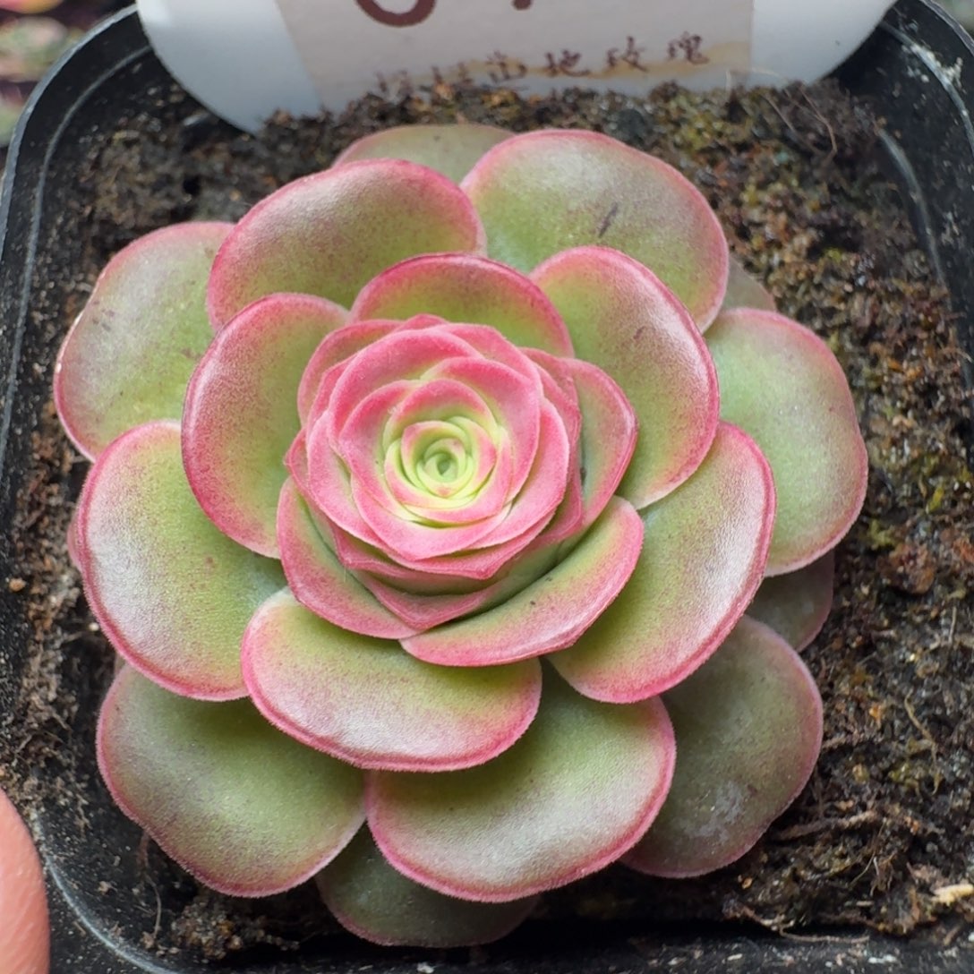 楹楹-73-冠幅  3cm