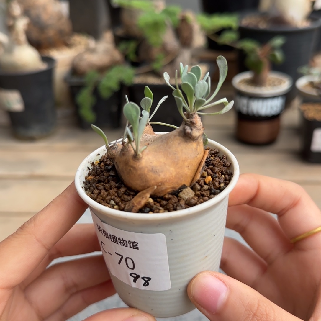 70开普敦块根植物