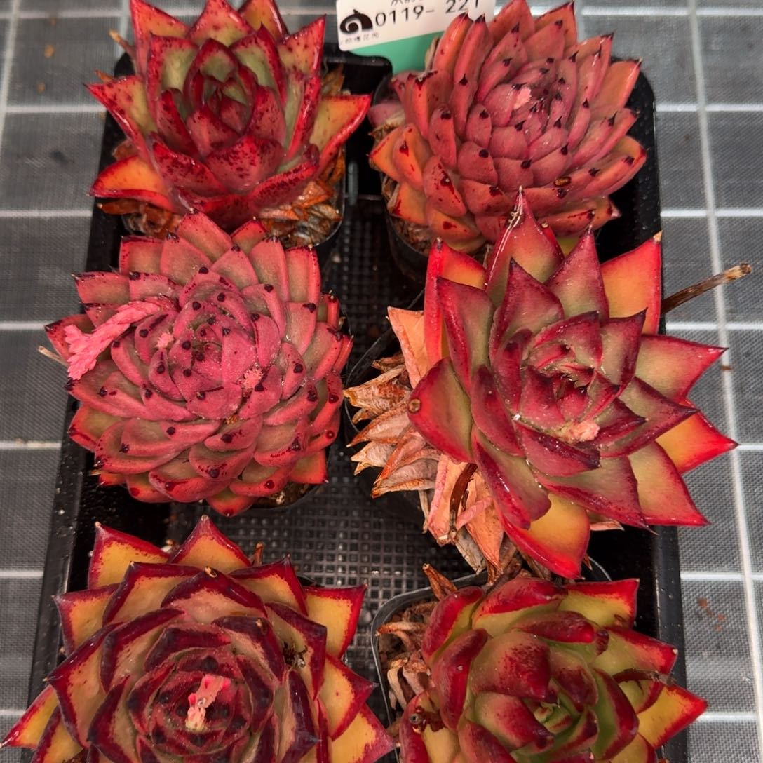 从前慢多肉编号0119-221