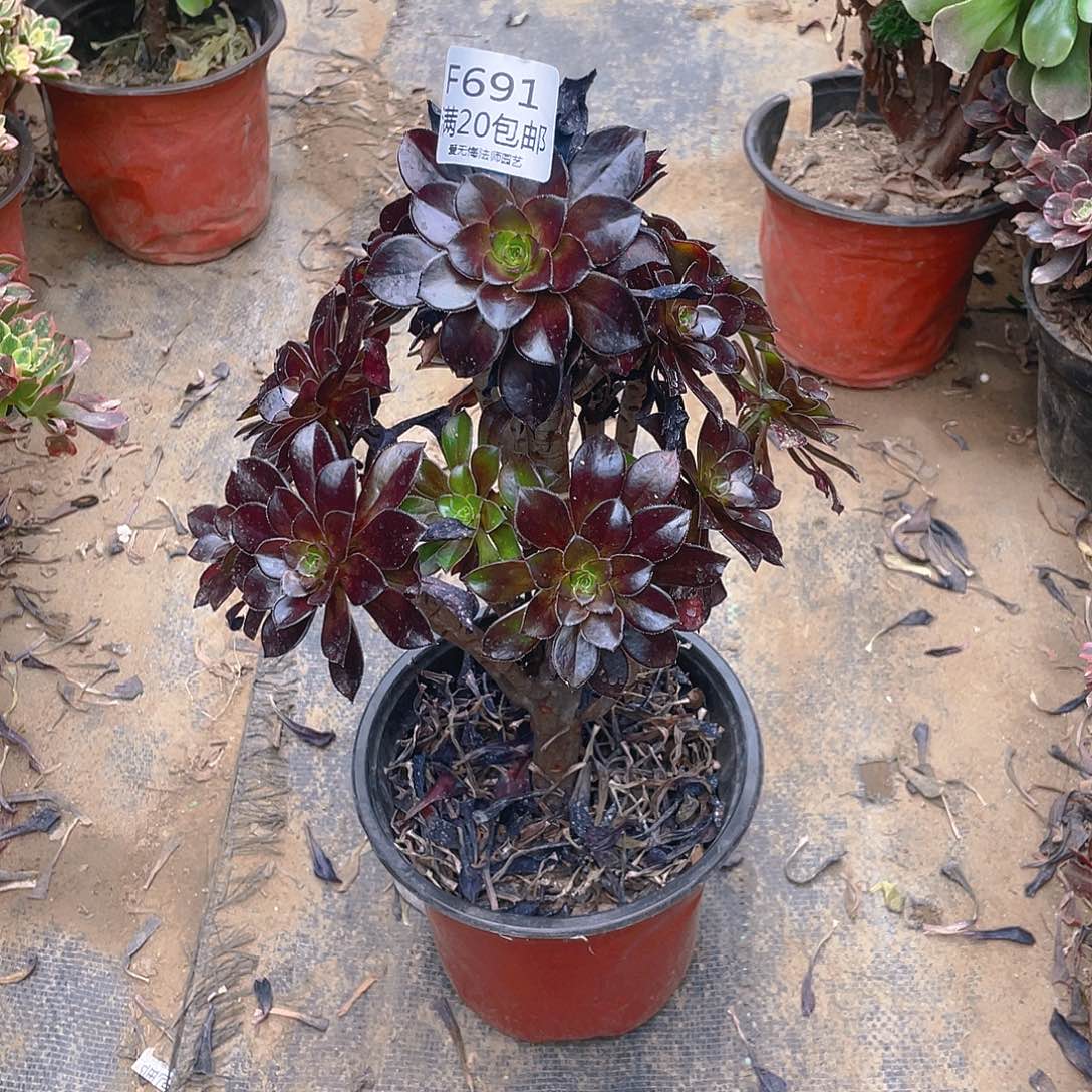 691黑法师多肉小损不包