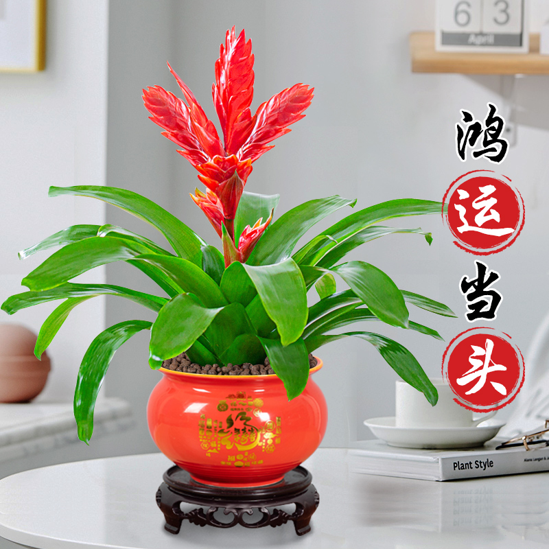 招财手鸿运当头盆栽绿植花卉玉扇室內好养客厅四季开花大盆办公室