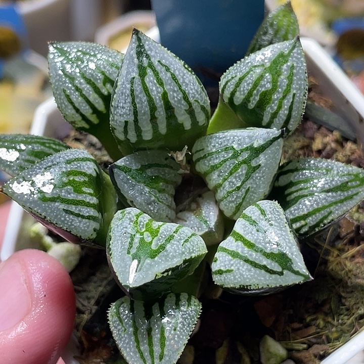 757快克特选福利一物