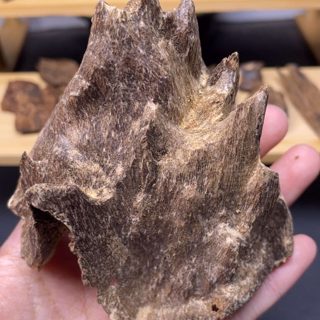 29克海南五指山老壳子香