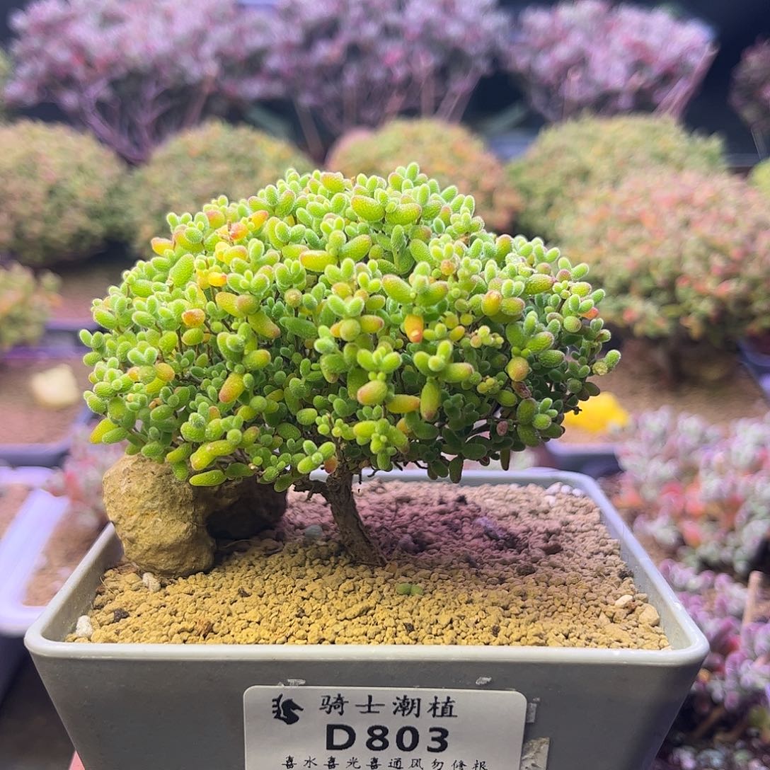 803蜜橘糖球枝干番杏