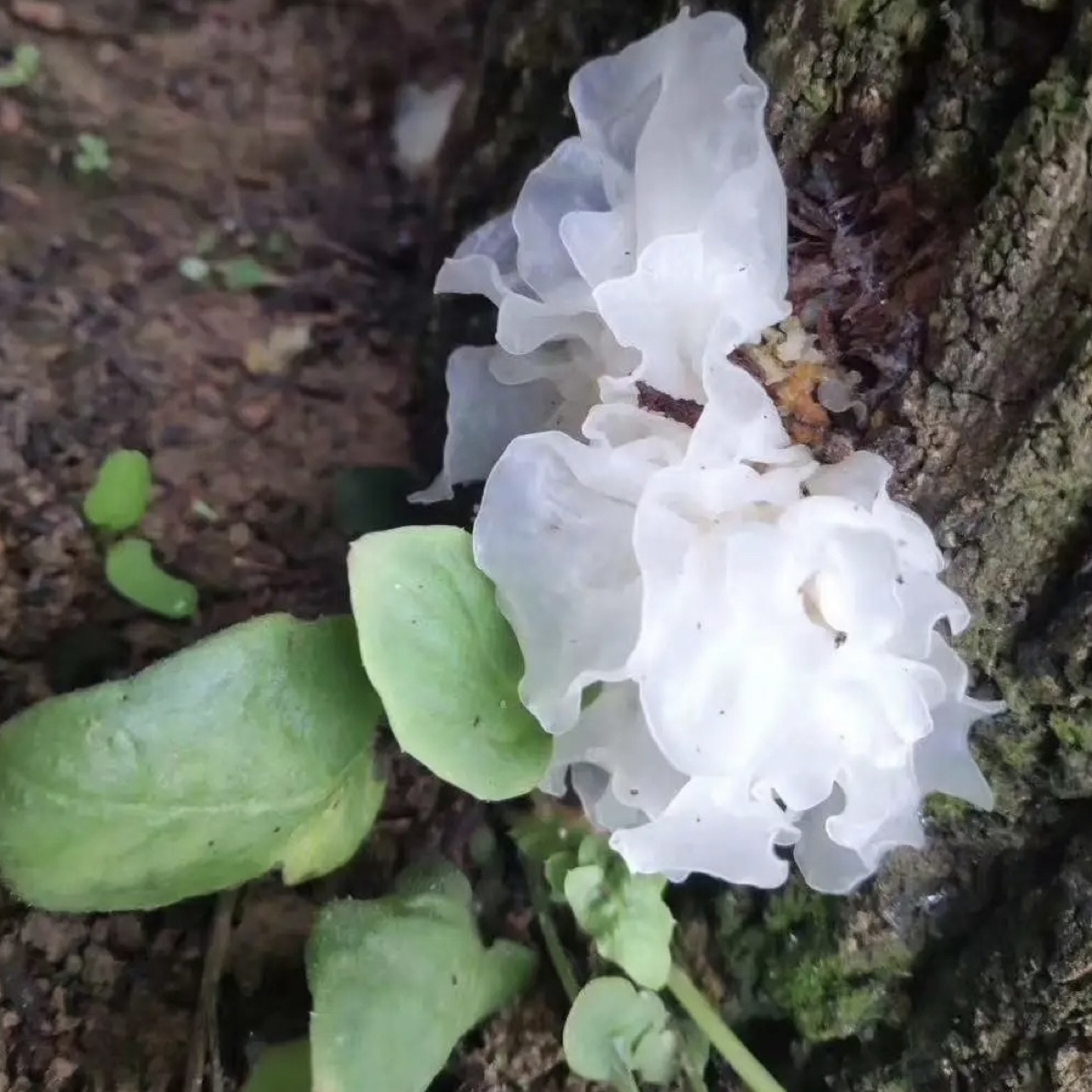 南江椴木银耳，青岗银耳