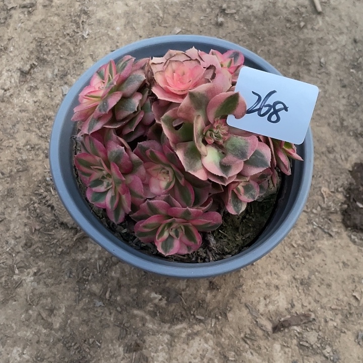 法师植物倾城缀268