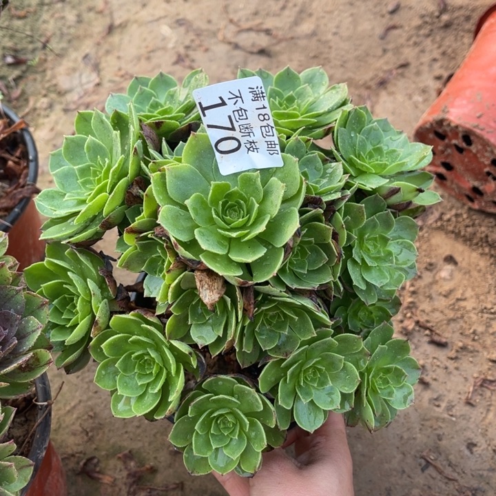 170万拉丝手捧3法师