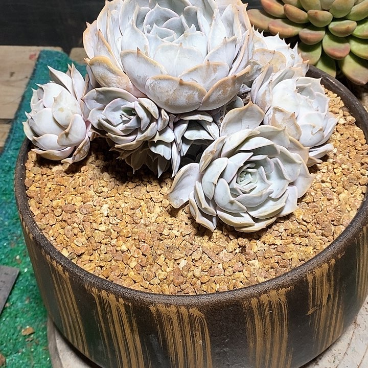 ღ*子白月光多肉植物8-13