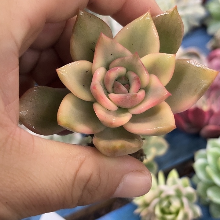 1895卡梅拉锦炸多肉植物