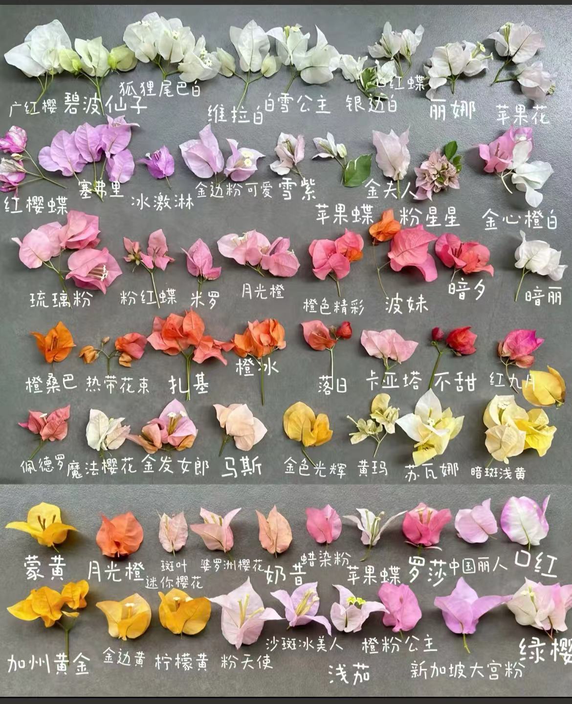 原生三角梅随机发货