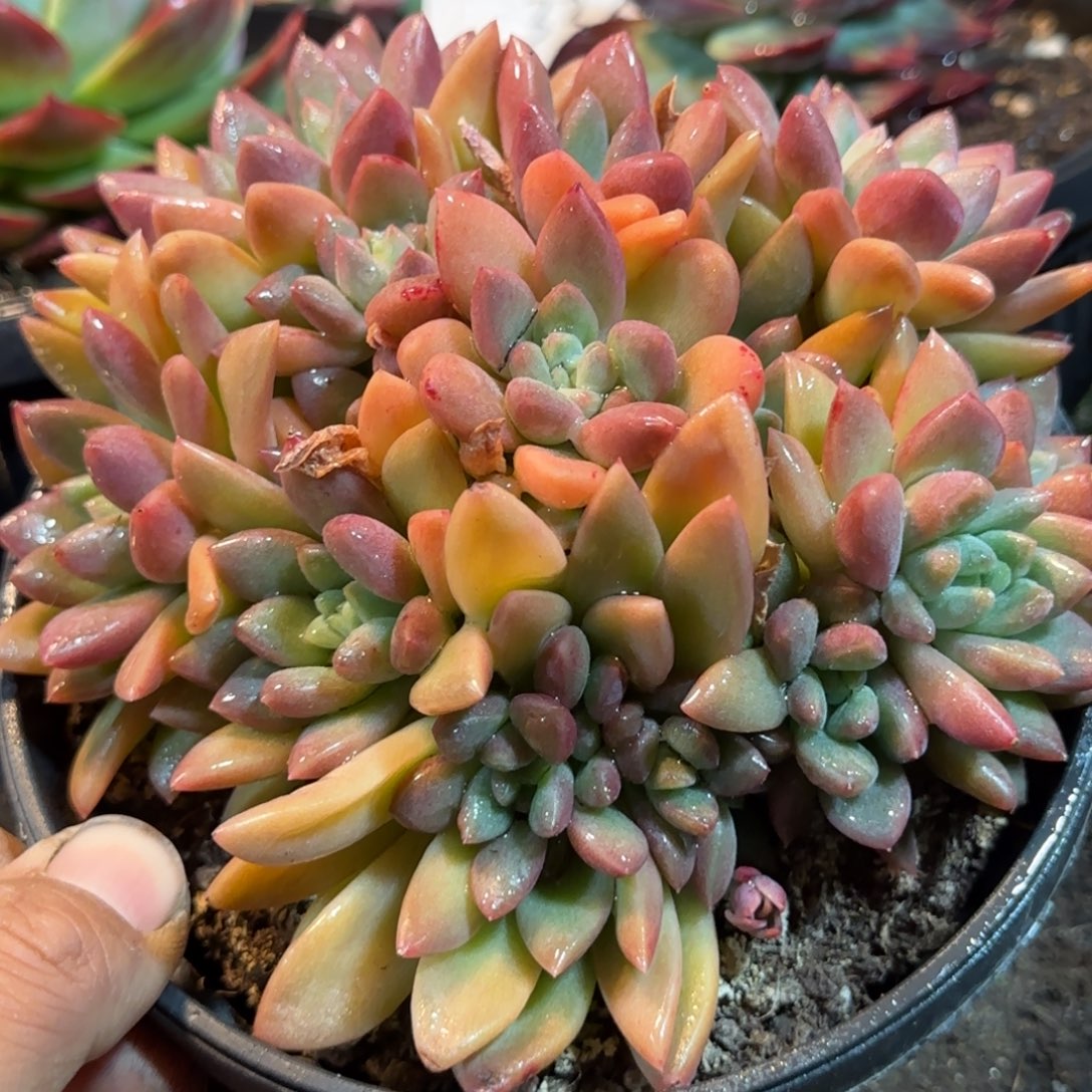 贵妃美人一物一拍包装收缩花旱