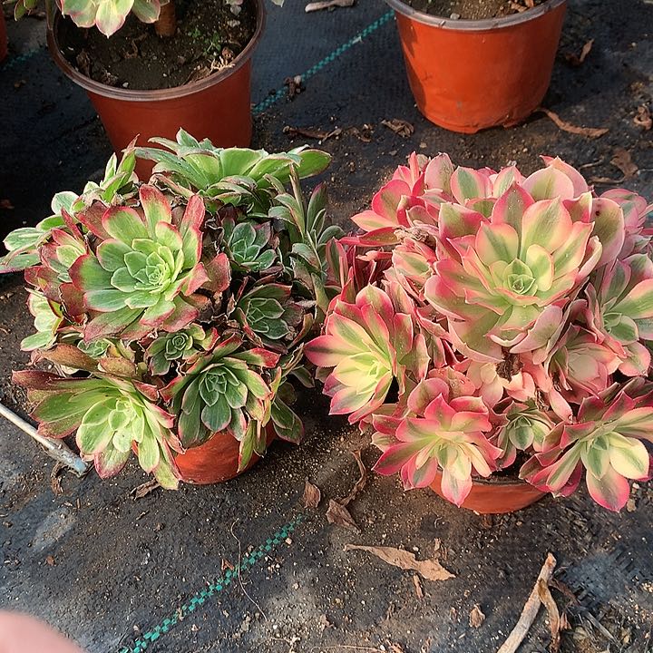 600两颗女巫莲花多肉