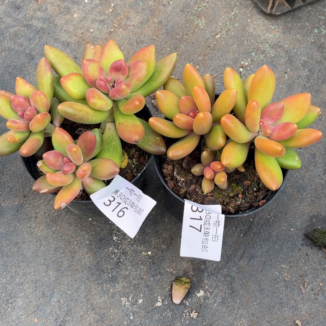 芸***妹316-317合计如图2颗芒果奶