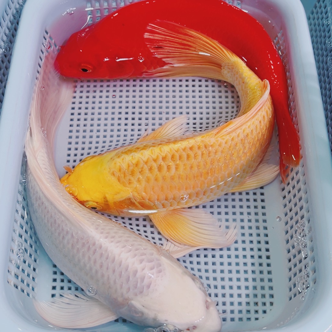 锦鲤锦鲤冷水观赏鱼