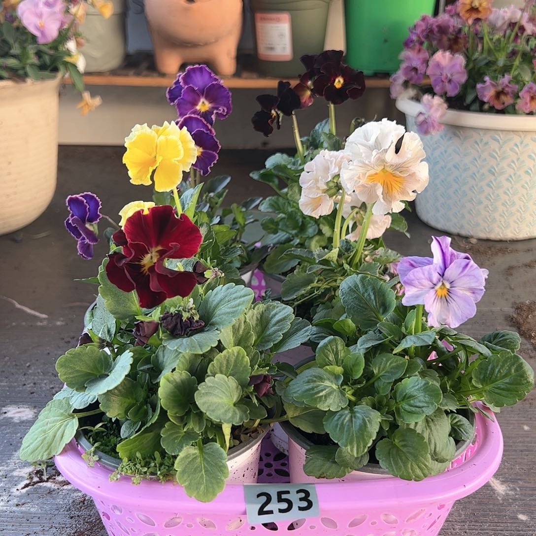 【闪购商品】253号