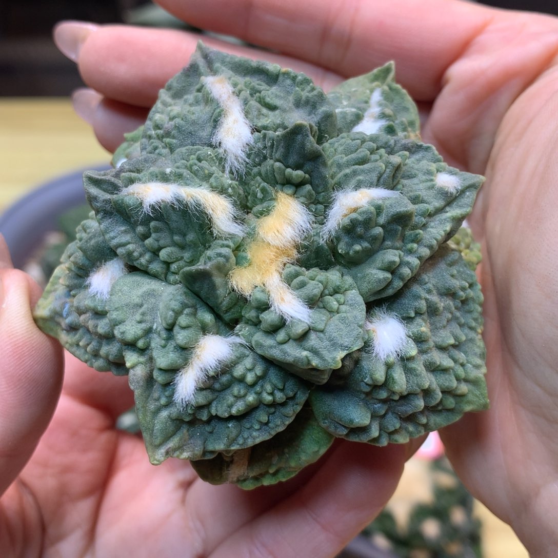        27号 自根 出根芽 龙牙怒涛7.3公分