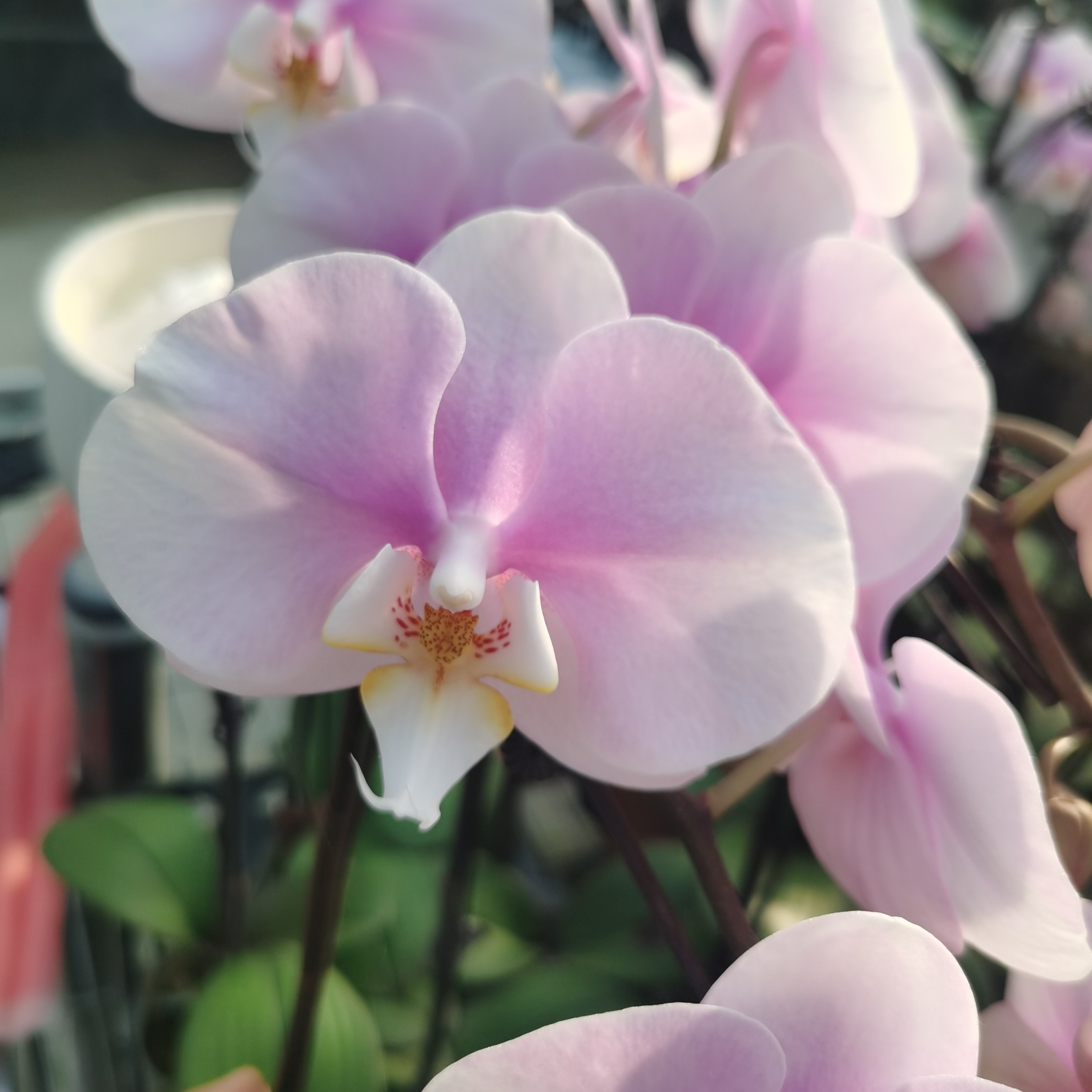 蝴蝶兰《粉安娜》已开花 买两株送送一株（剪花苗）