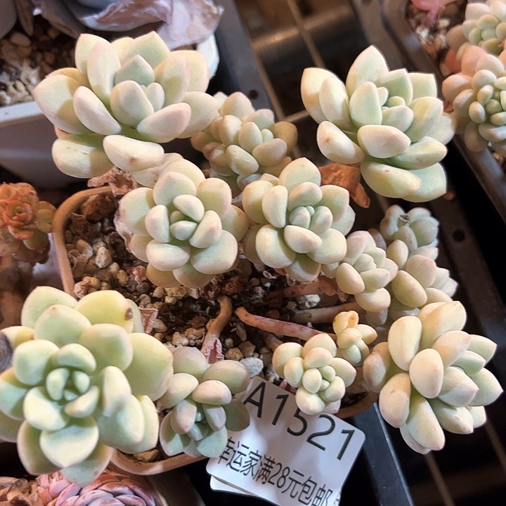 幸运的是我的朋友们都