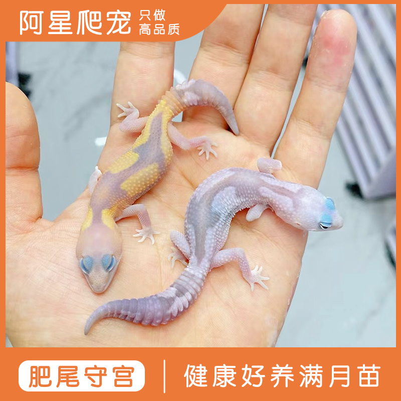 阿星爬宠直播间肥尾奥利奥橘白焦糖小松鼠脏脏包特卖