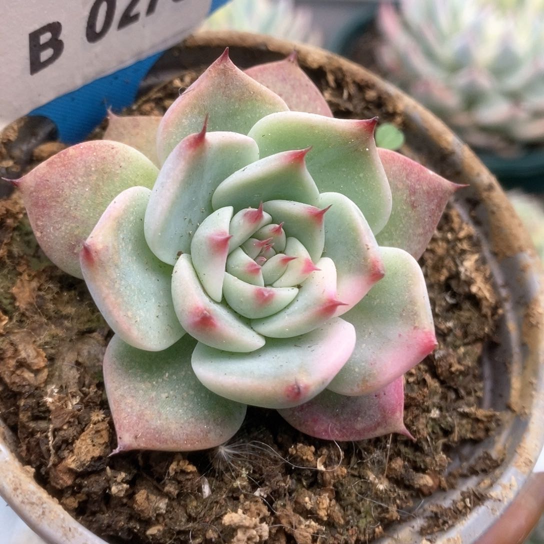 278锦锦锦锦锦锦