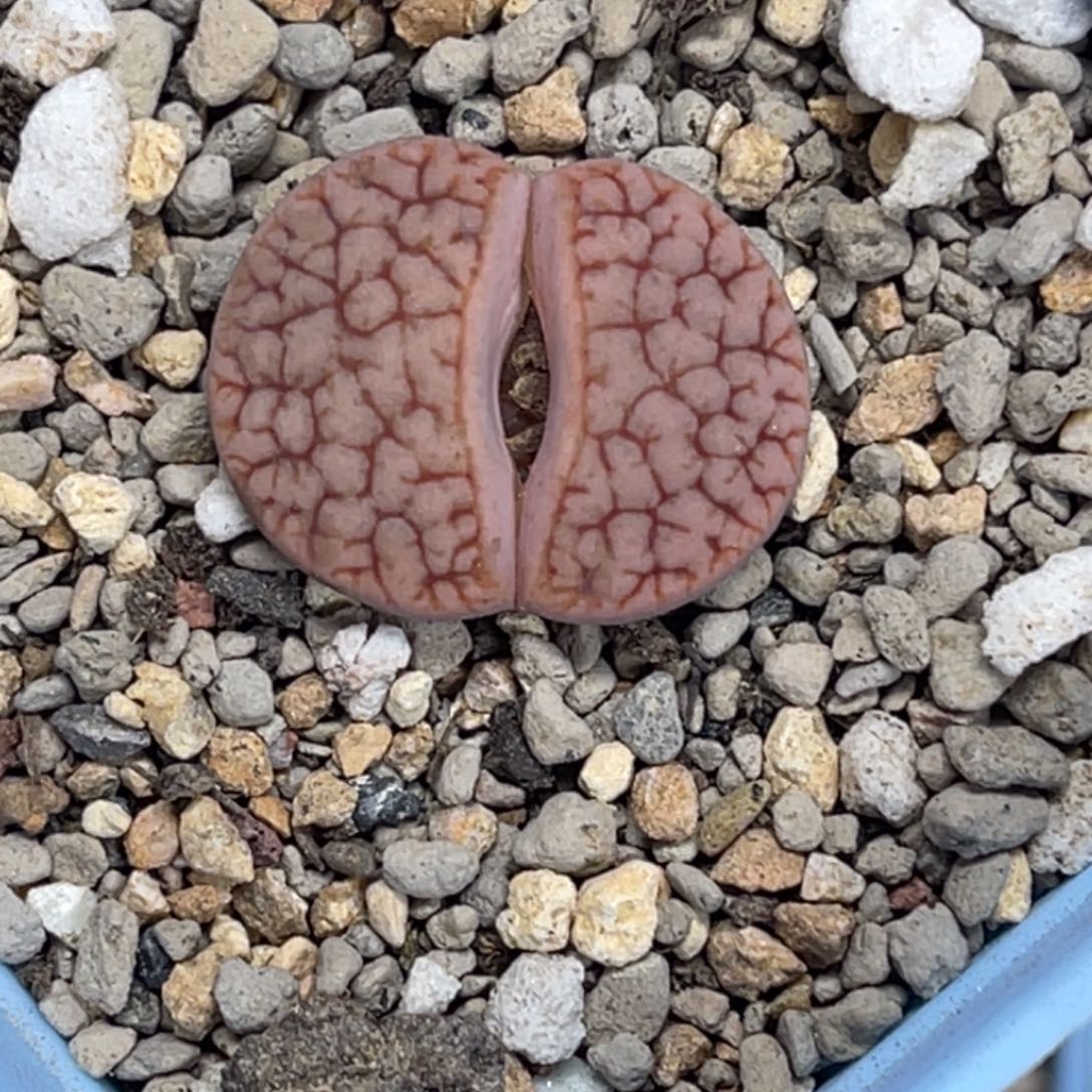 6112红曲1尺寸2.3